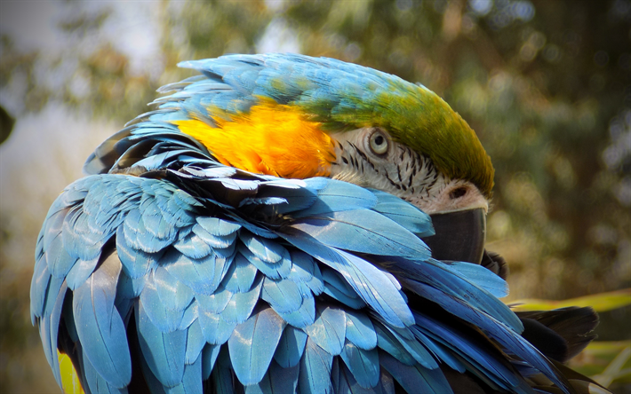 4k, Arara azul, close-up, azul papagaios, a vida selvagem, arara, Anodorhynchus hyacinthinus, papagaios