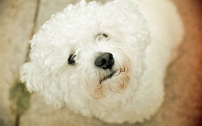 4k, Bolognese Dog, close-up, pets, white dog, cute animals, dogs, Bolognese