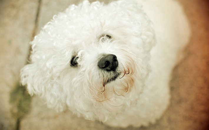4k, Bolognese Hund, close-up, husdjur, vit hund, s&#246;ta djur, hundar, Bolognese