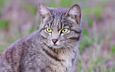 American Shorthair cat, gray cat, green eyes, pets, cute cats