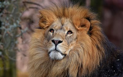 old lion, muzzle, predator, wildlife, lions, Africa