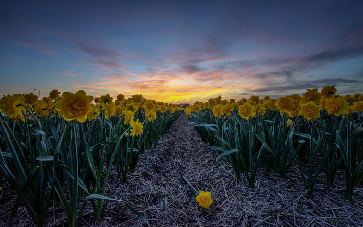 yellow daffodils, evening, sunset, flower field, Holland, field flowers, daffodils