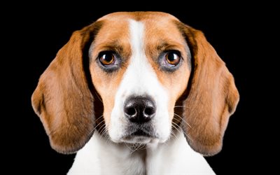 American Foxhound, 4k, close-up, simpatici animali, animali domestici, cani American Foxhound Cane