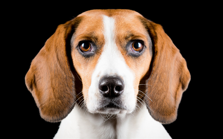 アメリカFoxhound, 4k, 近, かわいい動物たち, ペット, 犬, アメリカFoxhound犬