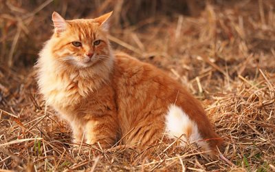 ginger maine coon, cute animals, pets, ginger cat, domestic cats