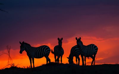 zebra, sunset, kv&#228;ll, vilda djur, Afrika