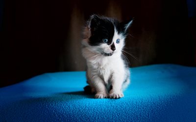 vit svart kattunge, bl&#229; &#246;gon, lilla s&#246;ta djur, husdjur, sm&#229; kattungar