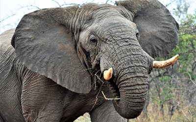 vanha elefantti, sy&#246;ksyhampaat, Afrikka, wildlife, harmaa elefantti