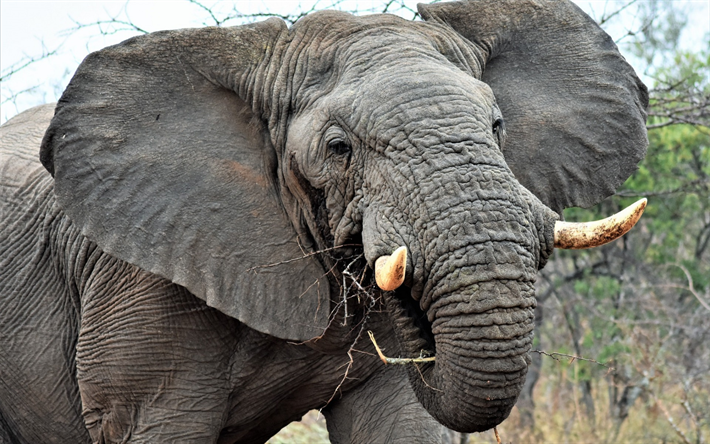 velho elefante, presas, &#193;frica, a vida selvagem, cinza elefante