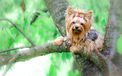 Yorkie, tree, 4k, Yorkshire Terrier, cute dog, cute animals, pets, dogs, Yorkshire Terrier Dog