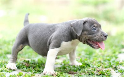 Weimaraner puppy, small gray dog, blue eyes, cute little animals, gray puppy