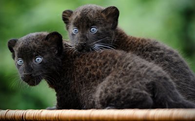 small panthers, 4k, zoo, cubs, predators, panthers, Black panthers