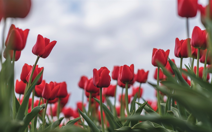 tulipani rossi, fiore di campo, l&#39;Olanda, la sfocatura, rosso, fiori, primavera, tulipani