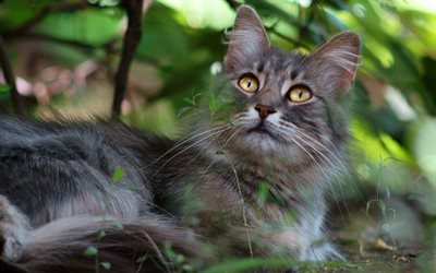gato cinzento, animal de estima&#231;&#227;o, folhas verdes, desfoque, animais de estima&#231;&#227;o bonitos, fofo gato