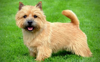 Norwich Terrier C&#227;o, gramado, cachorros, fofo c&#227;o, animais fofos, animais de estima&#231;&#227;o, grama verde, Norwich Terrier