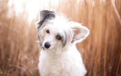 Havanese犬, Bichon, 白いふわふわの犬, ペット, 子犬, かわいい動物たち, 小さな白い犬のハバナ