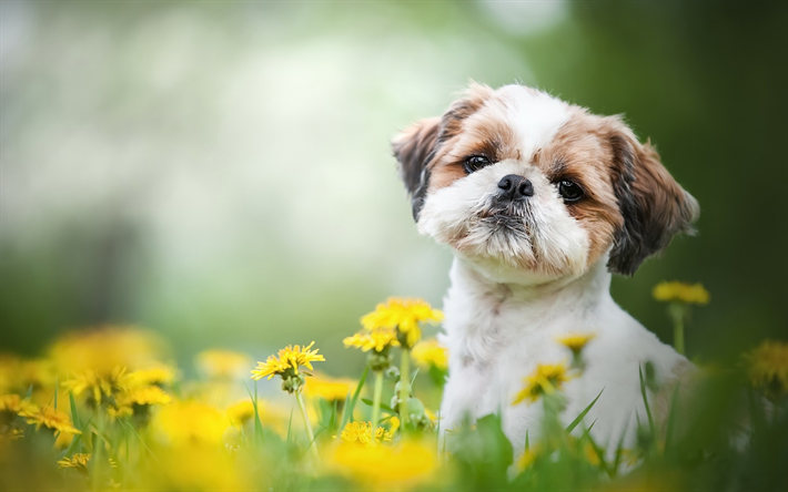 Shih Tzu, ほかわいい犬, 巻きのパピー, かわいい動物たち, ペット, 分野に黄色い花, 緑の芝生
