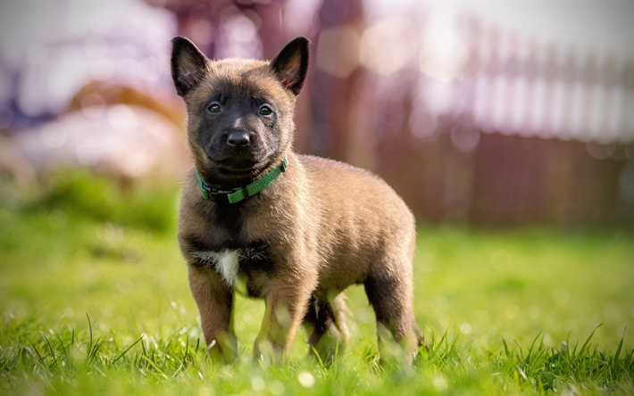 4k, Belgian Malinois, puppy, lawn, cute animals, green grass, pets, dogs, Belgian Malinois Dog