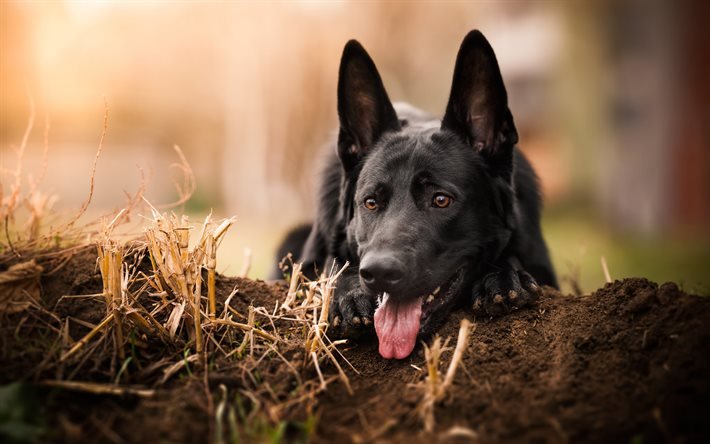 black german shepherd, muzzle, blur, dogs