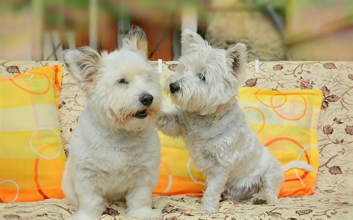 Filhotes, West Highland White Terrier, cachorros, animais de estima&#231;&#227;o, animais fofos