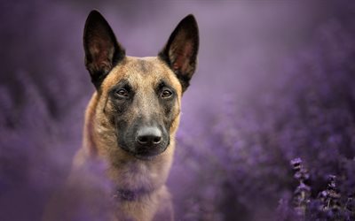 Belgian Malinois, lavender, cute animals, pets, close-up, dogs, Belgian Malinois Dogs
