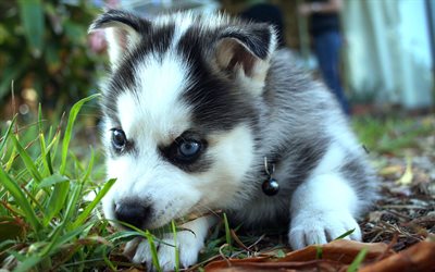 ハスキー, 緑の芝生, ペット, 子犬, シベリアンハスキー, 近, 小さなハスキー, 犬