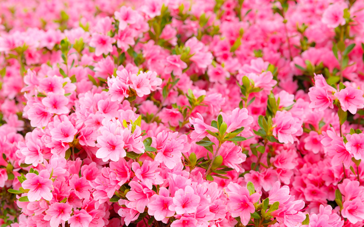 Azalea, 4k, pink flowers, close-up, Rhododendron