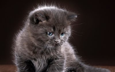 small gray kitten, blue eyes, pets, small fluffy cat, kittens
