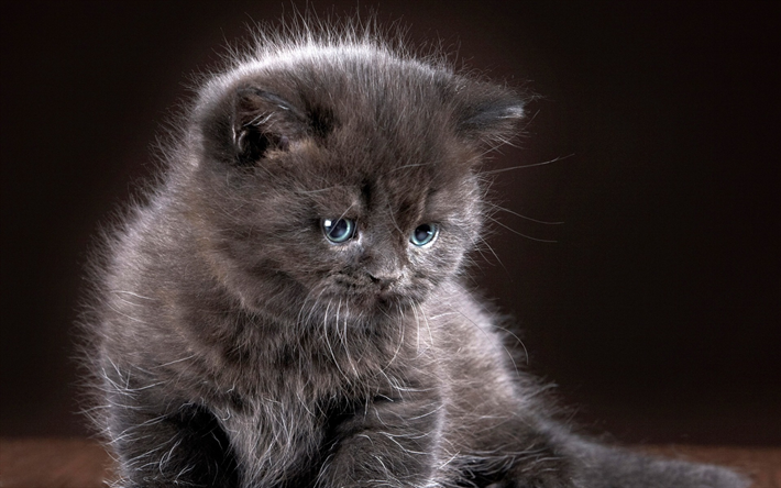peque&#241;o gatito gris, ojos azules, animales de compa&#241;&#237;a, peque&#241;as esponjoso de gatos, gatitos