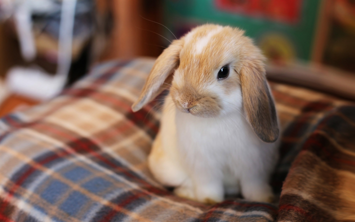 画像 可愛いウサギ 兎 うさぎ のスマホ壁紙 待ち受け画像 Rabbit