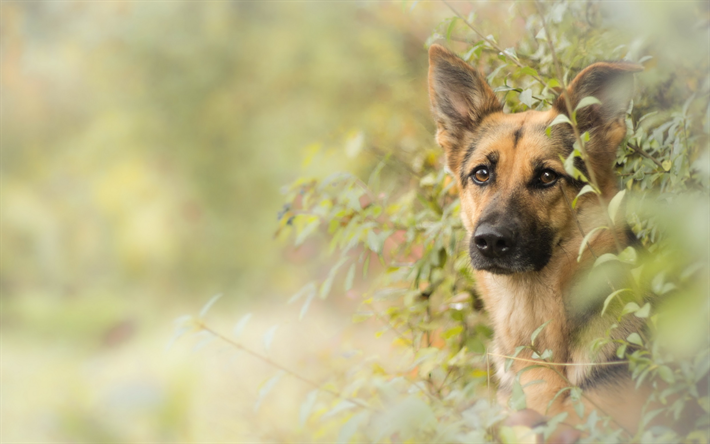 Saksanpaimenkoira, bokeh, lemmikit, pentu, koirat, mets&#228;, Saksan Paimen Koira