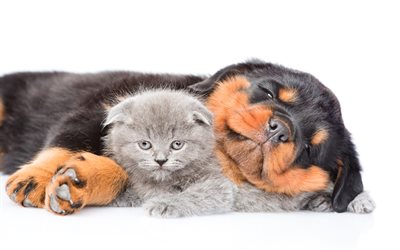 Rottweiler, Scottish Fold, gatito, perrito, amigos, el gato gris, mascotas, amistad, gatos, animales lindos, Rottweiler Perro, Gato Scottish Fold