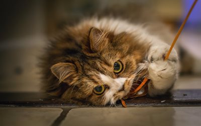 fluffy brown cat, pets, cute animals, big eyes, cat playing with rope