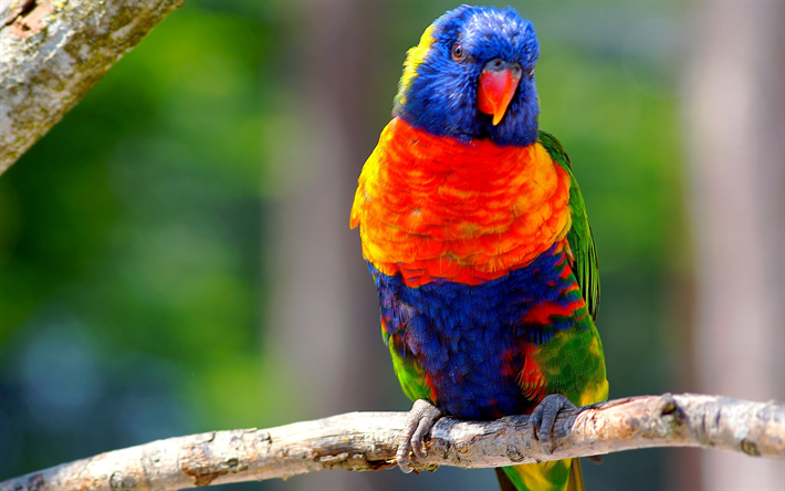 Lorichetto arcobaleno, ramo, uccelli colorati, parrot, Trichoglossus moluccanus
