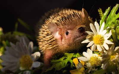 small hedgehog, forest animals, evening, leaves, hedgehogs