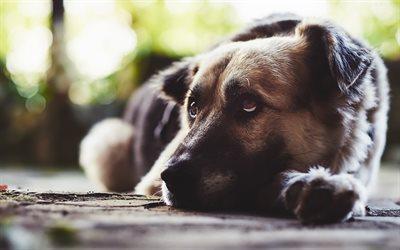 Il Cane da Pastore tedesco cane triste, bokeh, animali domestici, cani, animali, Pastore tedesco