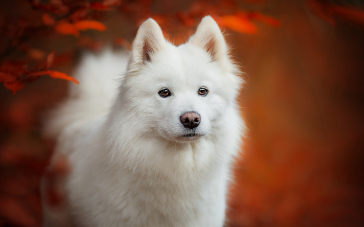 Samoyed, puppy, white dog, autumn, bokeh, cute animals, furry dog, dogs, pets, Samoyed Dog