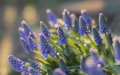 muscari, fiori di campo viola, giacinto d uva, sfondo con muscari, bellissimi fiori, fiori di primavera