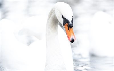 white swan, beautiful white bird, swan, swan drinking water, beautiful birds