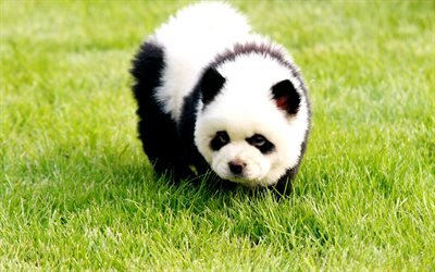 パンダ, 4k, かわいい動物たち, テディベア, 面白い動物