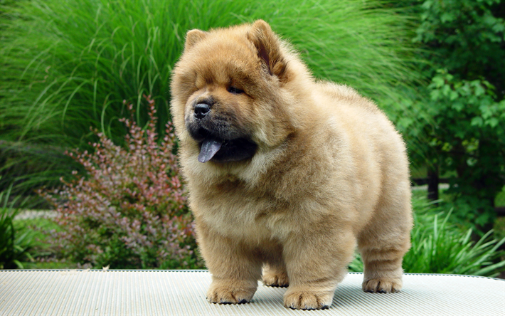 Download wallpapers dogs, chow-chow, puppy, cute animals for desktop