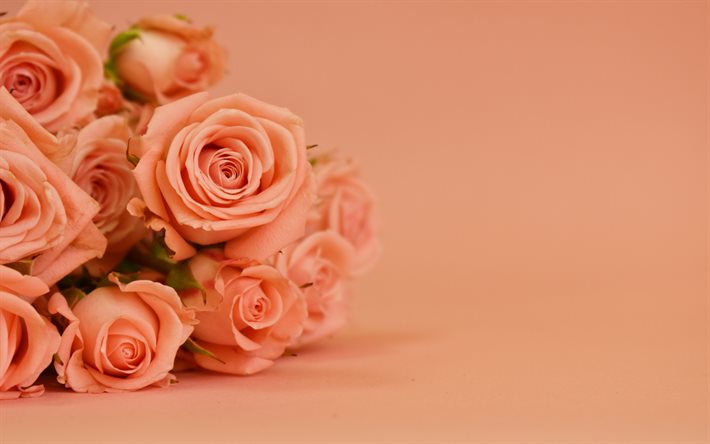 أرجواني الورود, الزهور الجميلة, باقة من أرجواني الورود, خلفية الزهور, الخلفية مع الورود, أرجواني الورود الخلفية