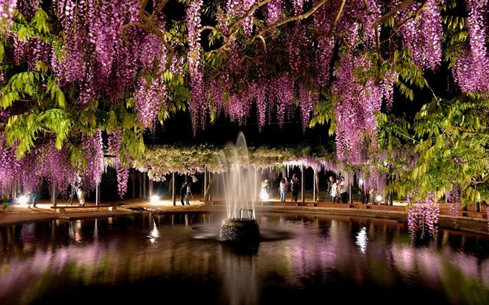 fountain, park, lilac, summer