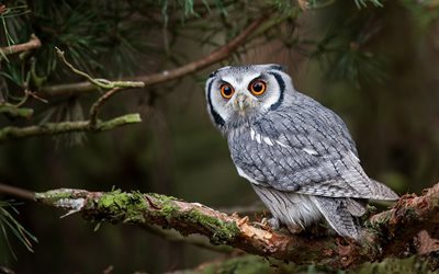 owl, branch, bird, forest, predator