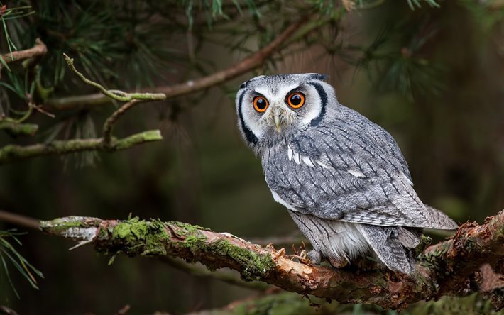 owl, branch, bird, forest, predator