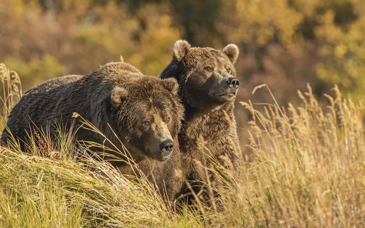 champ, ours, les animaux, l&#39;ours brun, la nature, predator