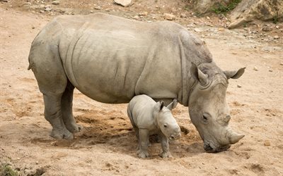 rhino, rhinoc&#233;ros, mammif&#232;res, b&#233;b&#233;, la nature
