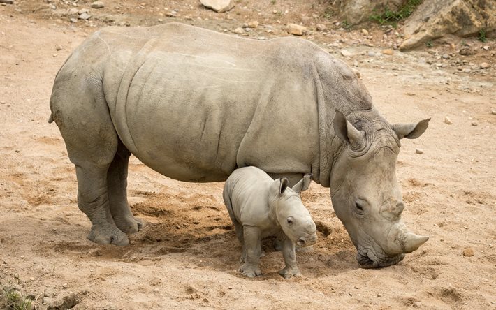 rhino, rhinoceros, mammal, baby, nature