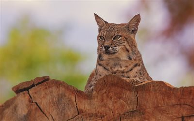 face, la nature, look, lynx, predator