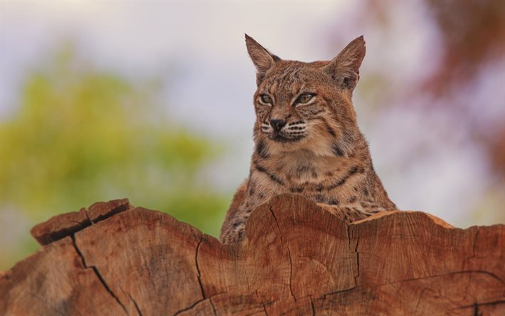 ansikte, naturen, titta, lynx, rovdjur